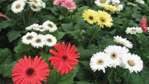 Gerbera Export Quality Flower Production Technologies