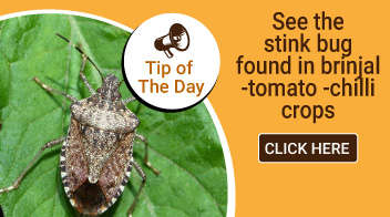 See the stink bug found in brinjal-tomato-chilli crops