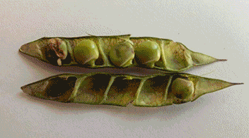 Know and identify: pigeon pea pod borers and do control