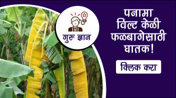 पनामा विल्ट (मर रोग) केळी फळबागेसाठी घातक!!!
