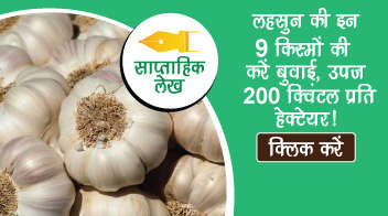 लहसुन की इन 9 किस्मों की करें बुवाई, उपज 200 क्विंटल प्रति हेक्टेयर!