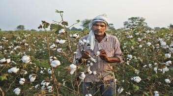 27.50 Lakh Bales of Cotton Exported by End of February