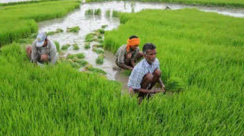 लॉकडाउन 2.0: सरकार ने पीएमएफबीवाई के तहत किसानों को 2,424 करोड़ रुपये की फसल बीमा का दावा किया!