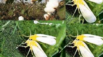 New cotton species developed to fight whitefly that spreads virus