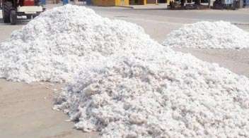 Rs 1,061 crore Sanctioned to Make Up for Loss of Cotton Sale