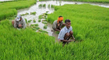 Agriculture price panel for raising kharif crops’ minimum support price