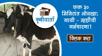 फक्त ३० मिनिटांत ओळखा; गायी - म्हशींची गर्भधारणा!