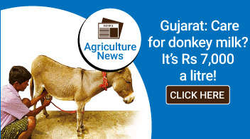 Gujarat: Care for donkey milk? It’s Rs 7,000 a litre!