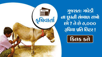 ગુજરાત: ગધેડી ના દૂધની સંભાળ રાખો છો? તે છે 7,000 રૂપિયા પ્રતિ લિટર !