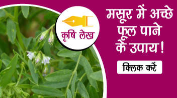 मसूर में अच्छे फूल पाने के उपाय!   
