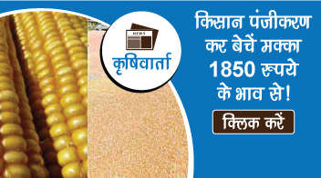 किसान पंजीकरण कर बेचें मक्का 1850 रुपये के भाव से! 