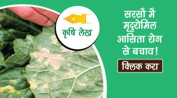 सरसों में मृदुरोमिल आसिता रोग से बचाव!