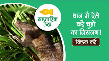धान में ऐसे करें चूहों का नियंत्रण!
