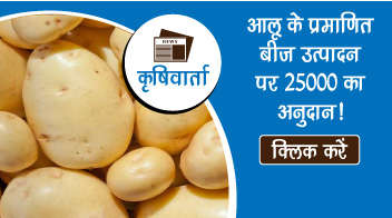 आलू के प्रमाणित बीज उत्पादन पर 25000 का अनुदान!