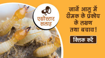 जानें आलू में दीमक के प्रकोप के लक्षण तथा बचाव!