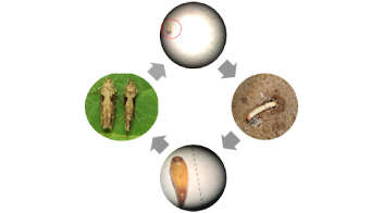 Life Cycle of Potato Tuber Moth