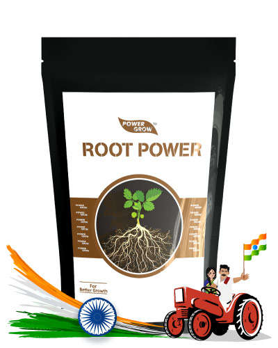 Root power (200 Gms)