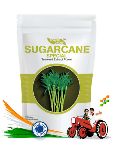 Sugarcane Special (500 Gms)