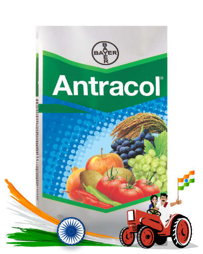 Bayer Antracol (Propineb 70% WP) 500 gm