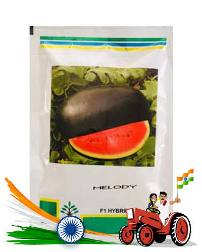 Kalash - Melody Watermelon 50 Gram Seed
