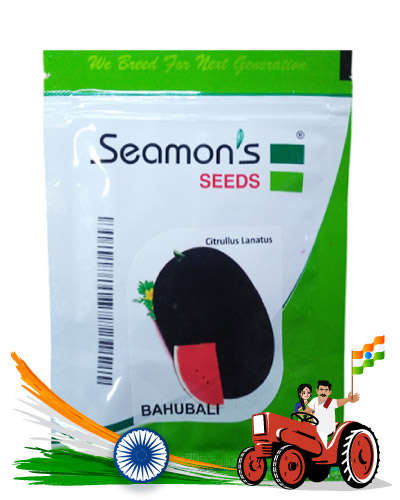 Seamons-Bahubali HYB Watermelon (50 gm) seeds