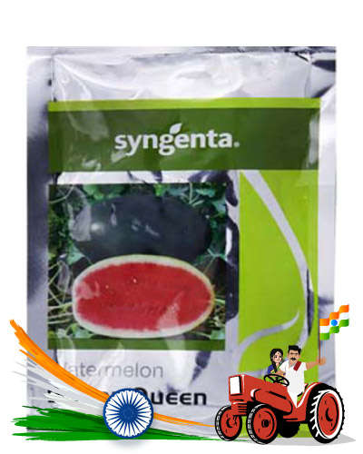 Syngenta Sugar Queen (Watermelon) 1000 Seeds