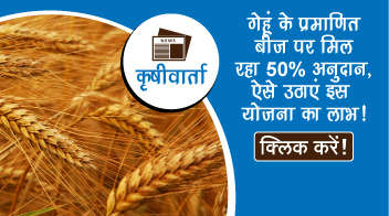 गेहूं का प्रमाणित बीज पर मिल रहा 50% अनुदान, ऐसे उठाएं इस योजना का लाभ!