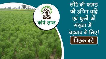 जीरे की फसल की उचित वृद्धि एवं फूलों की संख्या में बढ़वार के लिए!