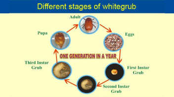 Life Cycle of White Grub
