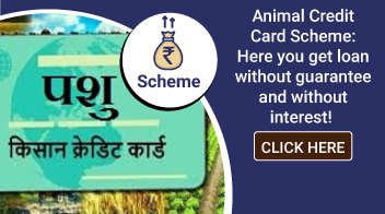 Animal Credit Card Scheme: Here you get loan without guarantee and without interest!