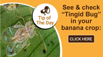 See & check “Tingid Bug” in your banana crop: