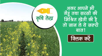 अगर आपने भी गेंहूं तथा सरसों की मिश्रित खेती की है तो जान ले ये जरुरी बातें !