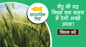 गेंहू की यह किस्म कम समय में देगी अच्छी उपज!