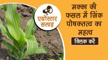 मक्का की फसल में  ज़िंक’पोषकतत्व का महत्व1
