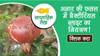 अनार की फसल में बैक्टीरियल ब्लाइट का नियंत्रण!