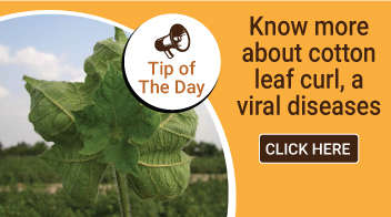 Know more about cotton leaf curl, a viral diseases