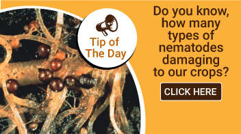 Do you know, how many types of nematodes damaging to our crops?
