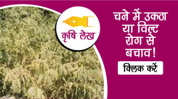 चने में उकठा या विल्ट रोग से बचाव!