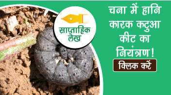 चना में हानि कारक कटुआ कीट का नियंत्रण!