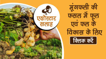 मूंगफली की फसल में फूल एवं फल के विकास के लिए        
