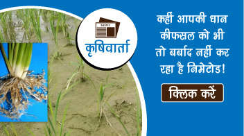 कहीं आपकी धान की फसल को भी तो बर्बाद नहीं कर रहा है निमेटोड!