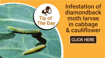 Infestation of diamond back moth larvae in cabbage & cauliflower: