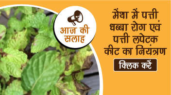 मेंथा में पत्ती धब्बा रोग एवं पत्ती लपेटक कीट का नियंत्रण 