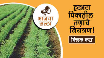 हरभरा पिकातील तणांचे नियंत्रण!