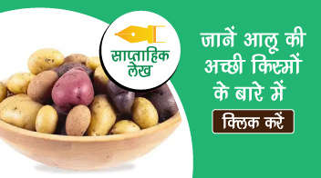 जानें आलू की अच्छी किस्मों के बारे में