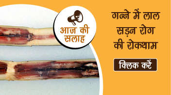 गन्ने में लाल सडन रोग की रोकथाम 