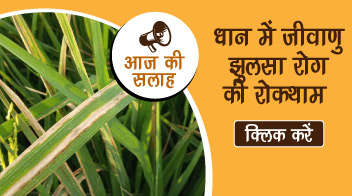 धान में जीवाणु झुलसा रोग की रोकथाम 