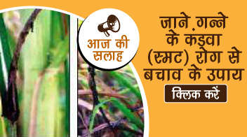 जाने गन्ने के कंडवा (स्मट) रोग से बचाव के उपाय 