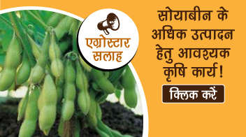 सोयाबीन के अधिक उत्पादन हेतु आवश्यक कृषि कार्य