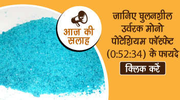 जानिए घुलनशील उर्वरक मोनो पोटेशियम फॉस्फेट (0:52:34) के फायदे